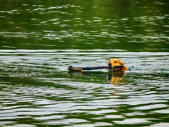 Ducks swimming in river