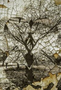 Close-up of bare tree against built structure