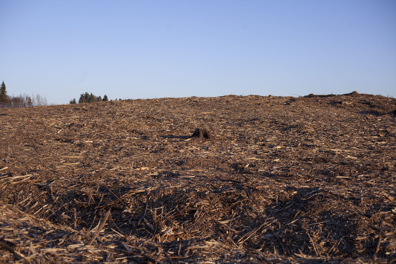 soil, landscape, sky, environment, natural environment, nature, land, clear sky, plant, no people, scenics - nature, field, dry, hill, wilderness, blue, day, agriculture, tranquility, outdoors, non-urban scene, copy space, desert, sunny, tree, rural scene, beauty in nature, geology, grass, brown