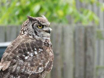 Close-up of owl perching on tree