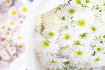 Close-up of white daisy flowers