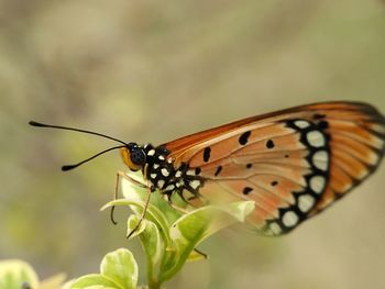 Close-up of butterfly pollinating flower