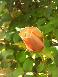 Close-up of rose plant