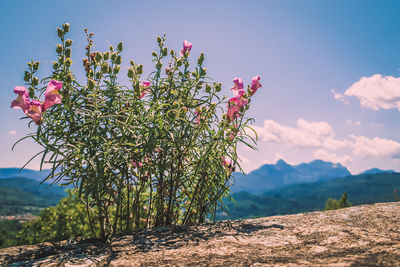 Close-up of pink flowering plant against sky