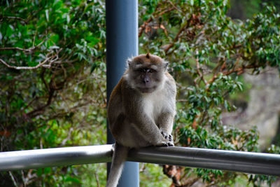 Crab-eating macaques, macaca fascicularis, also known as the long-tailed macaques in malaysia