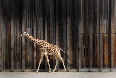 Giraffe against wall at zoo