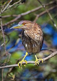 Close-up of bird perching on tree