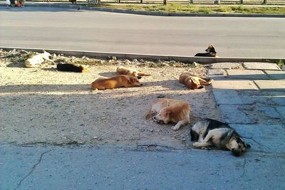 High angle view of dog on beach