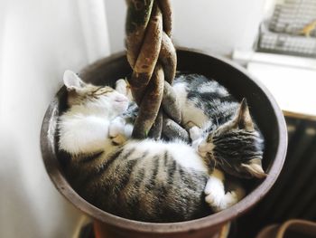 High angle view of kittens sleeping in potted plant