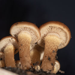 mushroom