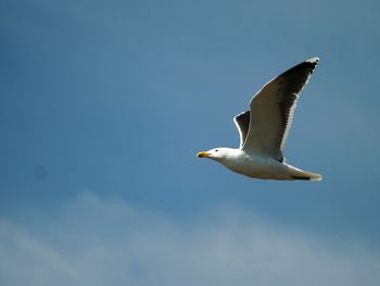 Low angle view of seagull flying