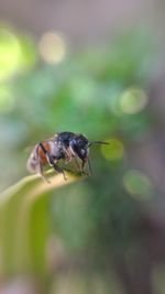 Close-up of insect