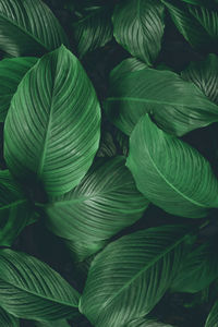 Full frame shot of green leaves