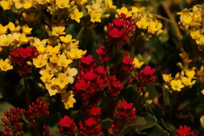 Close-up of yellow flowering plants