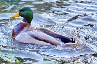 Birds in water