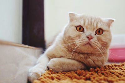 Close-up portrait of cat resting on rug