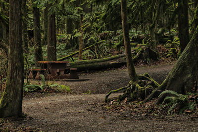 Trees in a forest