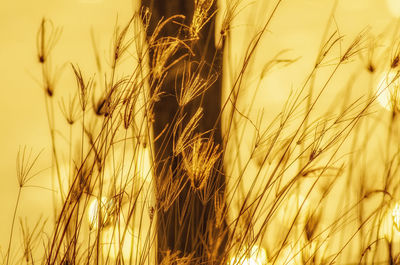 Close-up of stalks in the field