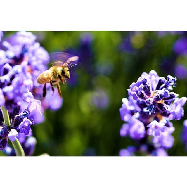 flower, insect, animal themes, one animal, animals in the wild, wildlife, purple, bee, freshness, fragility, pollination, growth, beauty in nature, focus on foreground, petal, close-up, nature, honey bee, selective focus, plant