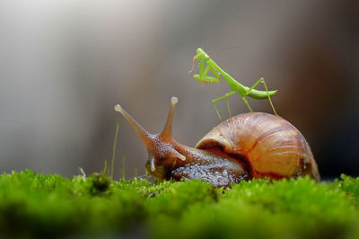 Close-up of praying mantis with snail on moss