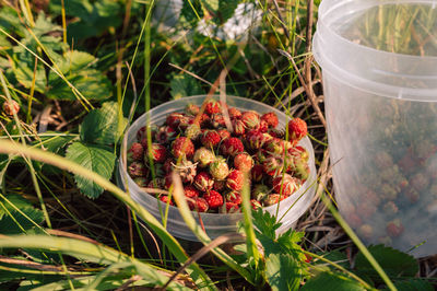 Close-up of strawberries