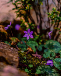 Close-up of purple flowering plant