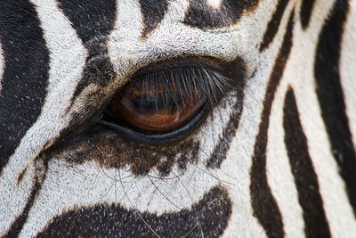 Zebra  eye 