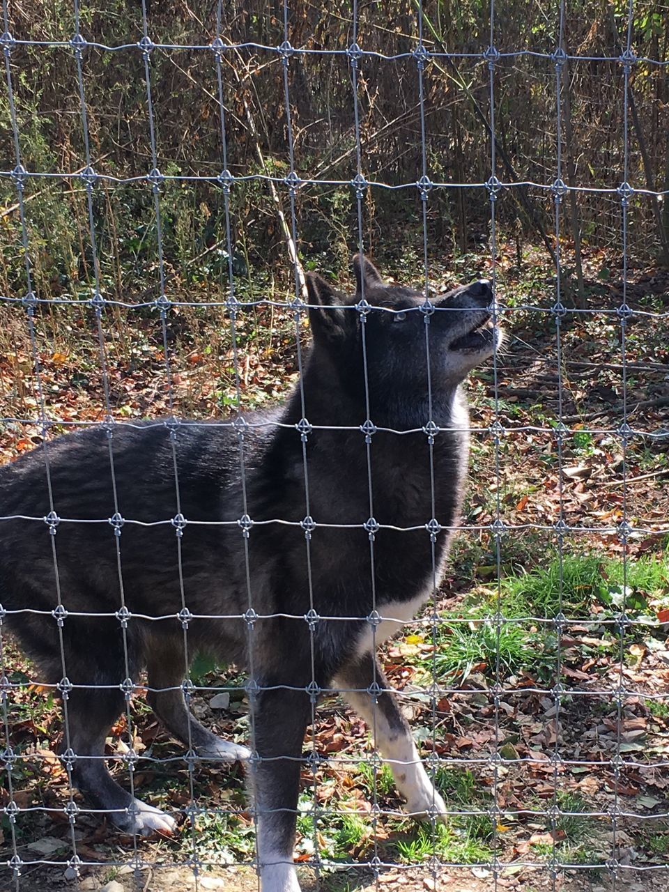 CAT STANDING IN ZOO