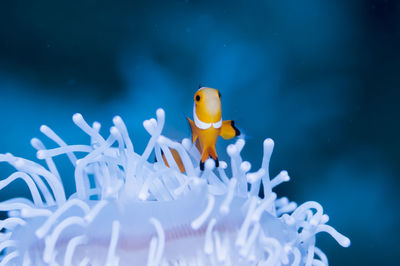 Close-up of fish underwater