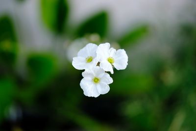 Close-up of white flowering plant