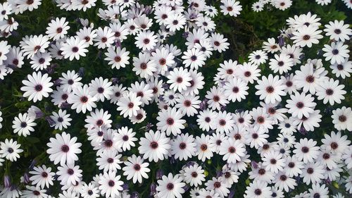 Full frame shot of white osteospermums blooming outdoors