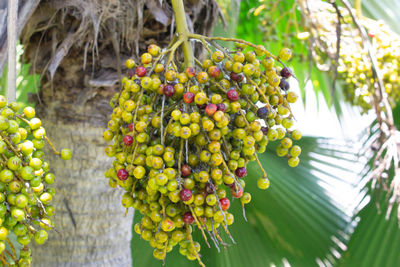 Close-up of fruits growing on tree