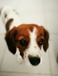 Close-up portrait of puppy