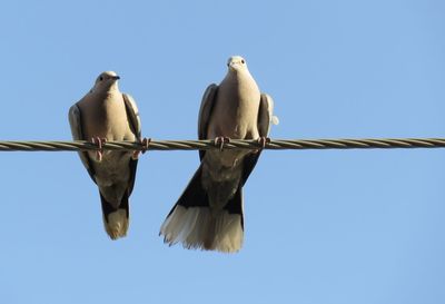 Low angle view of birds against clear blue sky