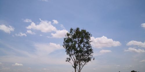 Low angle view of tree against sky