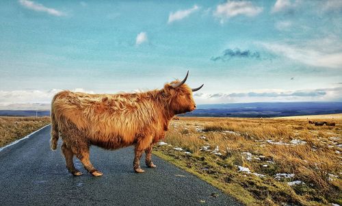 Highland cow