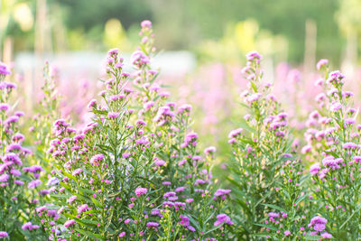 Close-up of pink flowers growing on field