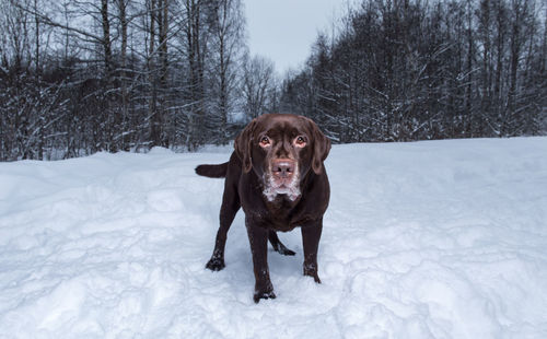 Portrait of dog on snow field