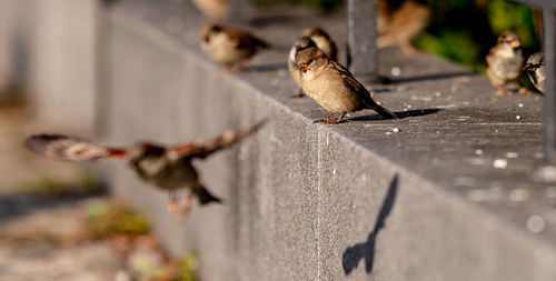 Close-up of bird perching on wall