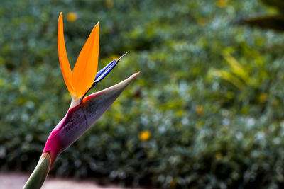 Close-up of orange flower