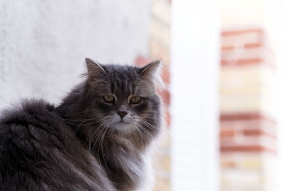 Close-up portrait of kitten