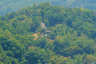 High angle view of trees in forest