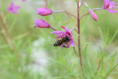 Bee pollinating on pink flower