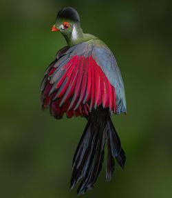Close-up of bird