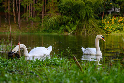 Swan floating on lake