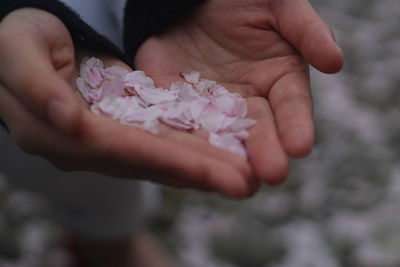 Close-up of hand holding pink flower