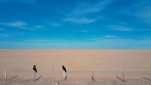 Ravens perching on wooden posts against blue sky