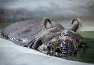 Close-up of rhinoceros in lake
