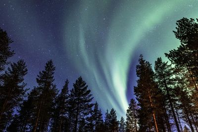 Low angle view of trees against sky at night