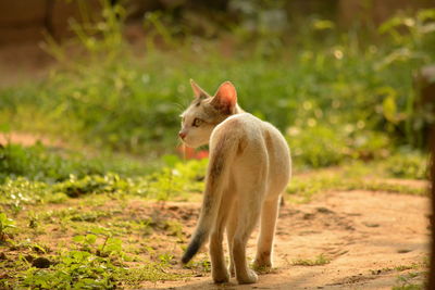 Horse on dirt road